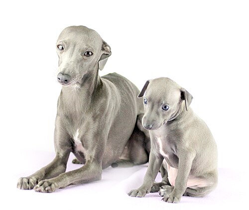 Italian Greyhound