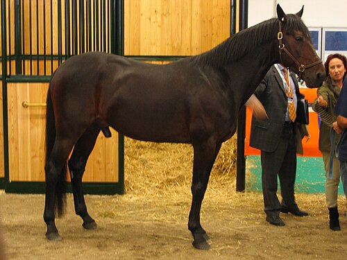 Italian Trotter