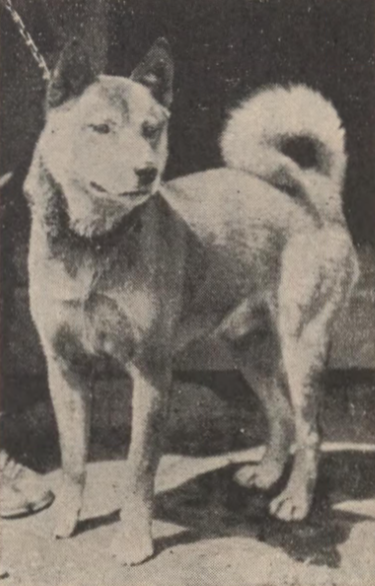 Iwate Inu