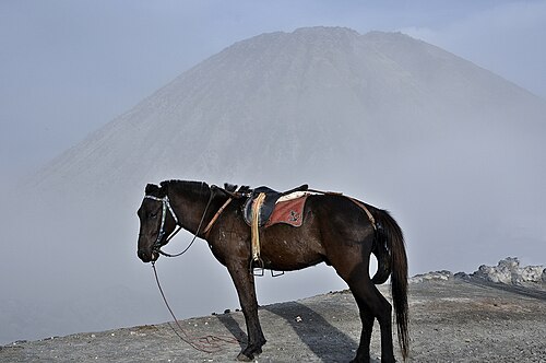 Java Pony
