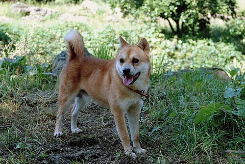 Jeju dog