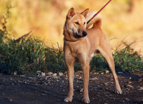 Jōmon Dog