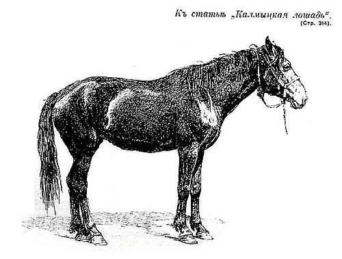 Kalmyk horse