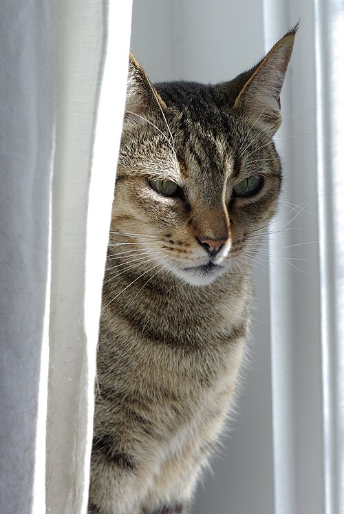 Kanaani cat