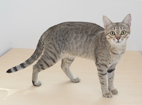 Kanaani cat