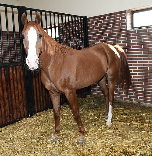 Karabakh horse