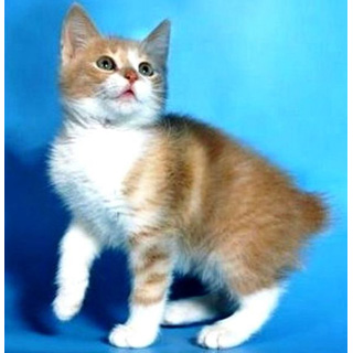 Karelian Bobtail