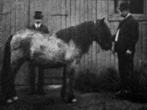 Karelian horse