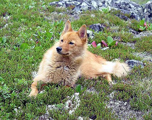Karelo-Finnish Laika
