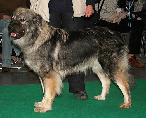 Karst Shepherd