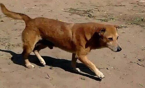 Kattai dog