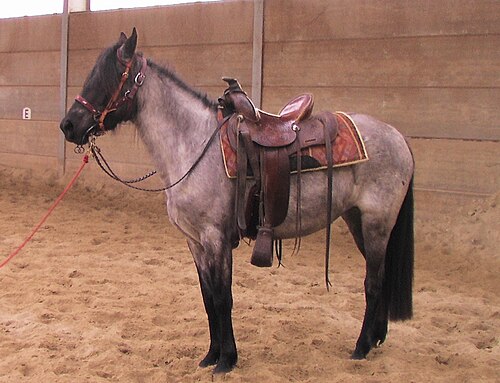 Kentucky Mountain Saddle Horse