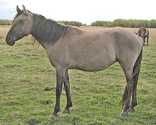 Kiger Mustang