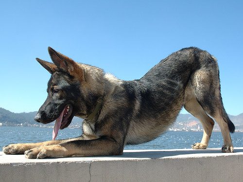 Kunming wolfdog