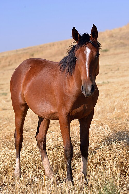 Kurdish horse