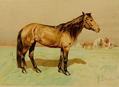 Kyrgyz Horse