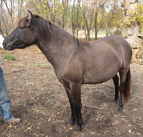 Lac La Croix Indian Pony