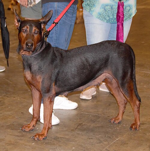 Laizhou Red Dog