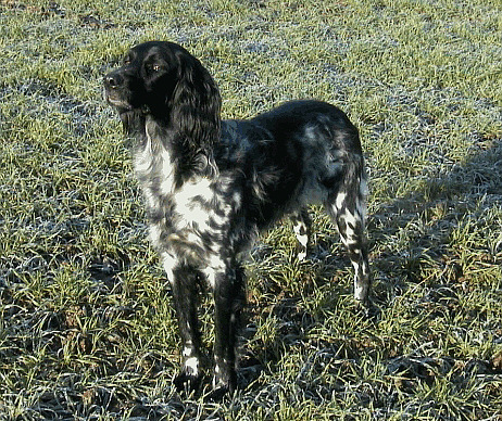 Large Münsterländer