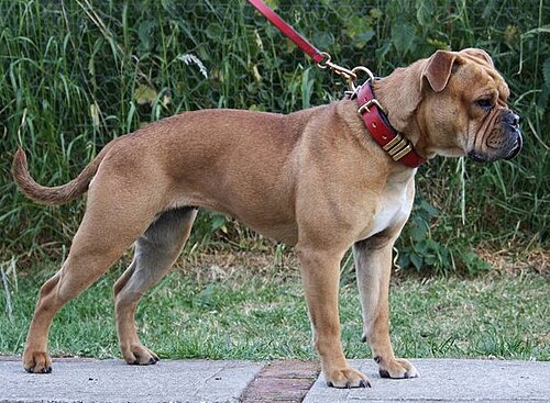 Leavitt Bulldog