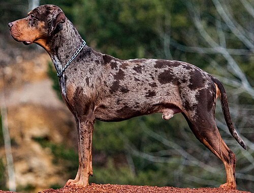 Leopard Tree Dog