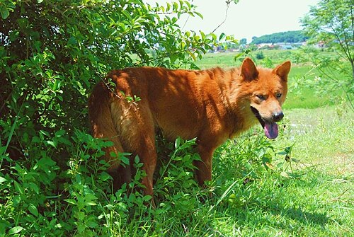 Lài dog