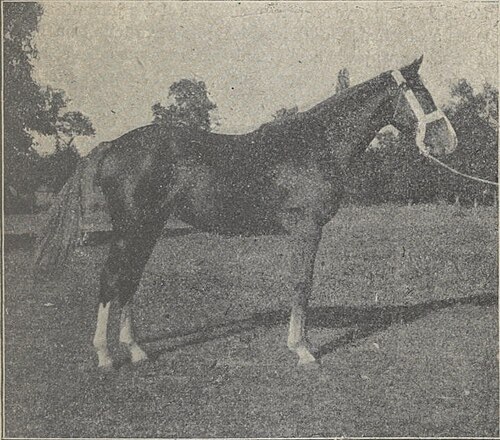 Limousin horse