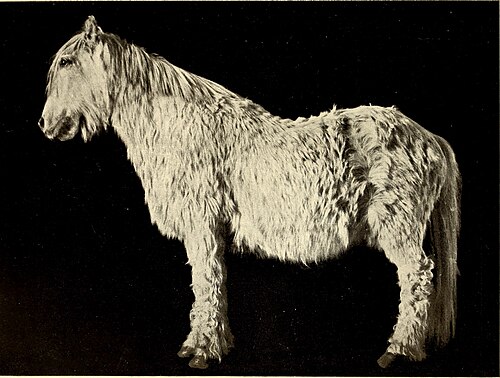 Lofoten pony