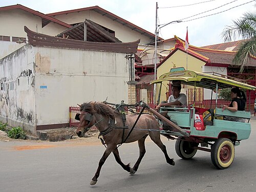 Lombok Pony