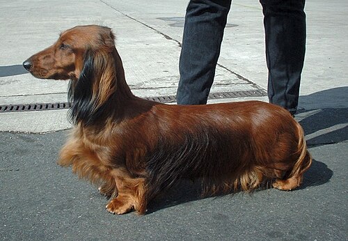 Long haired dachshund
