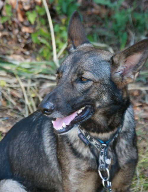Lupo Italiano