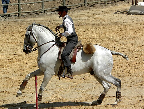 Lusitano