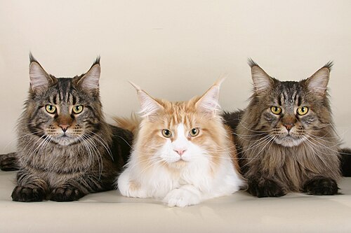 Maine coon