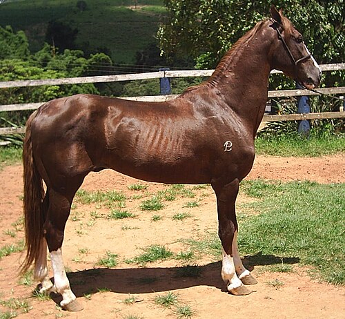 Mangalarga