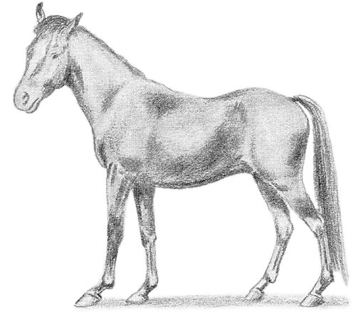 Manipuri pony