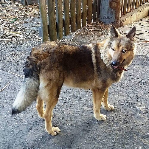 Mantiqueira Shepherd