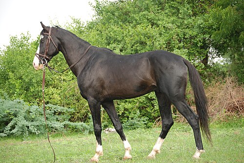 Marwari horse