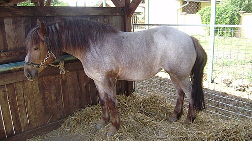 Međimurje horse