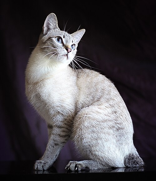 Mekong Bobtail