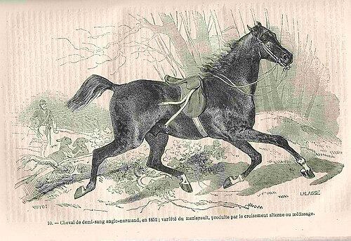 Merlerault horse