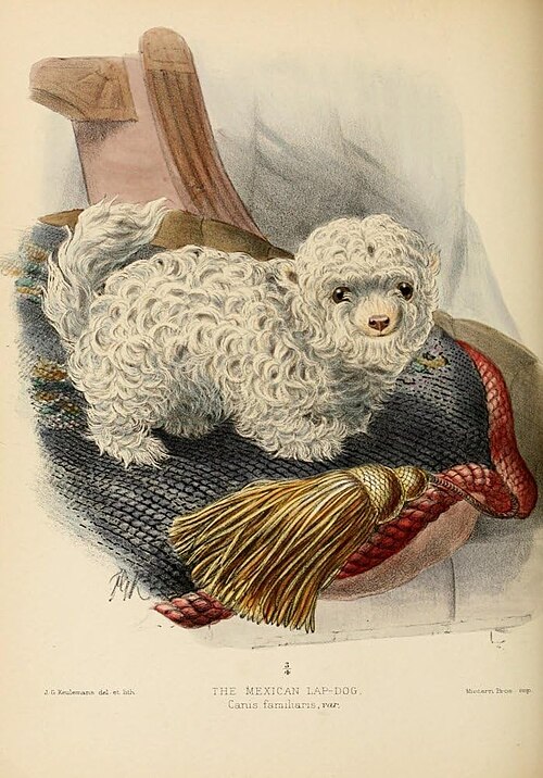 Mexican lapdog