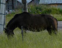 Mezen horse