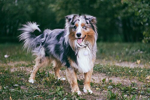 Miniature American Shepherd