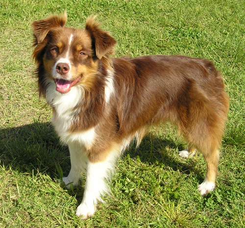 Miniature Australian Shepherd