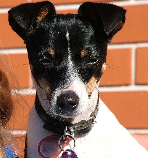 Miniature Fox Terrier