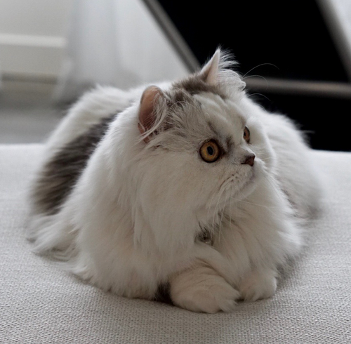 Minuet cat