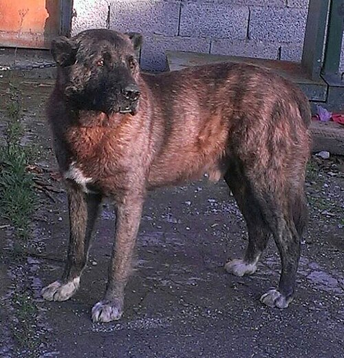 Molossus of Epirus