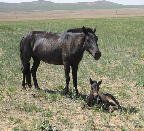 Mongolian horse