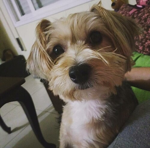 Morkie