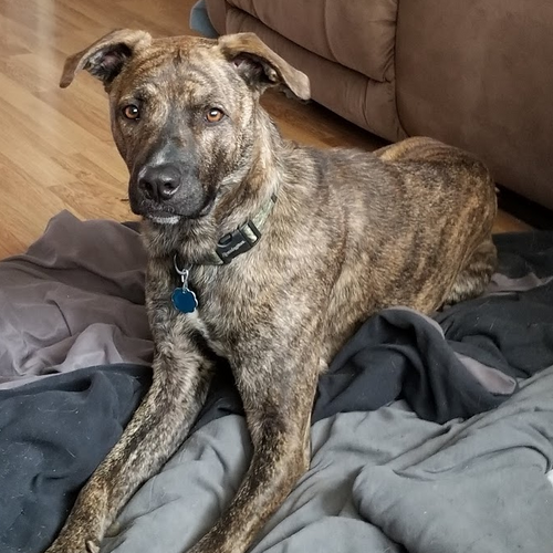 Mountain Cur